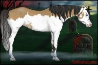 Horse Color:Bay Dun Splash 