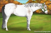 Horse Color:White Spotted Bay Dun