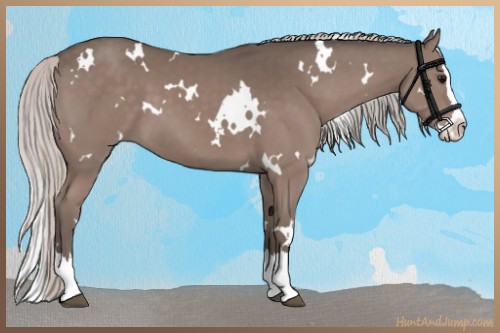 Horse Color:White Spotted Silver Black Splash 