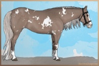 Horse Color:White Spotted Silver Black Splash