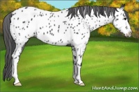 Horse Color:Black Near Leopard 