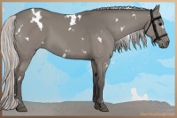 Horse Color:White Spotted Silver Grullo