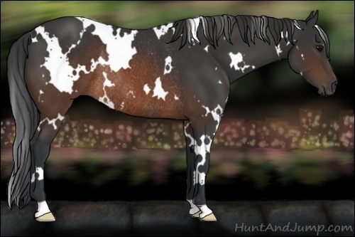 Horse Color:White Spotted Brown Rabicano 