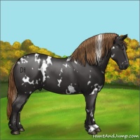 Horse Color:White Spotted Liver Chestnut 