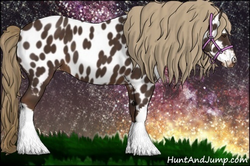 Horse Color:Liver Chestnut Appaloosa 