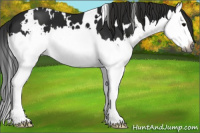 Horse Color:Gray White Spotted Black Splash 