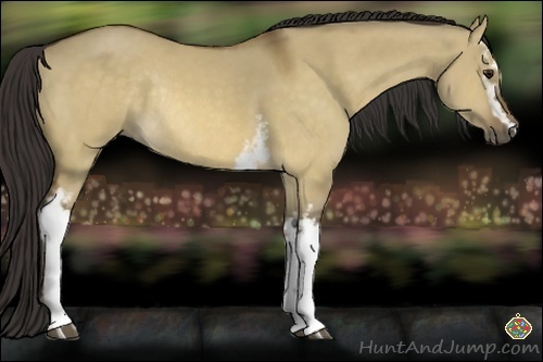 Horse Color:White Spotted Buckskin Dun Sabino Rabicano
