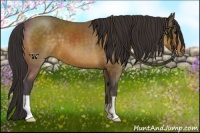 Horse Color:Buckskin 