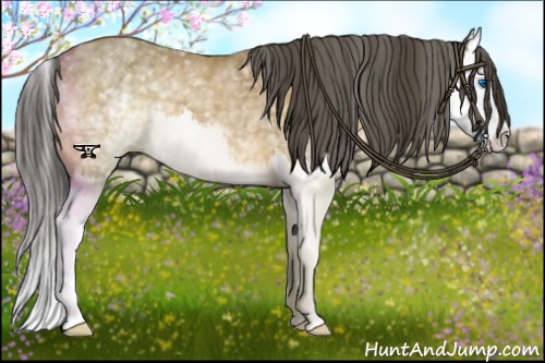 Horse Color:White Spotted Buckskin Splash
