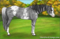 Horse Color:White Spotted Blue Roan Splash Appaloosa 