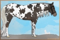 Horse Color:White Spotted Liver Chestnut Appaloosa 