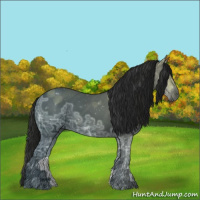 Horse Color:Gray Black Ice 