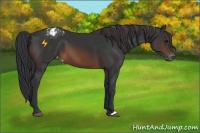 Horse Color:Brown Appaloosa 