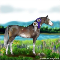 Horse Color:Brown Sabino