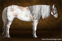 Horse Color:White Spotted Bay Splash  and White Spotted Amber Champagne Splash 
