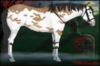 Horse Color:Bay Dun Splash 