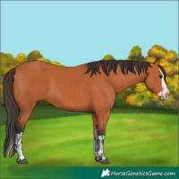 Horse Color:Bay  and Bay Splash 