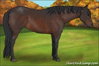 Horse Color:Brown 