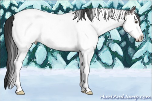 Horse Color:Liver Chestnut Sabino Splash Near Fewspot