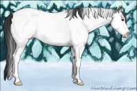 Horse Color:Liver Chestnut Sabino Splash Near Fewspot 