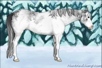 Horse Color:White Spotted Black Splash 