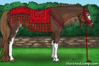 Horse Color:White Spotted Liver Chestnut 