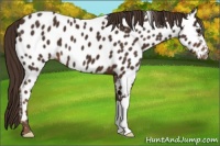 Horse Color:Liver Chestnut Appaloosa 