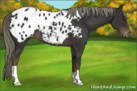 Horse Color:Liver Chestnut Appaloosa 