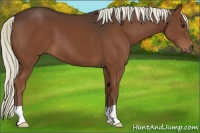 Horse Color:Liver Chestnut 
