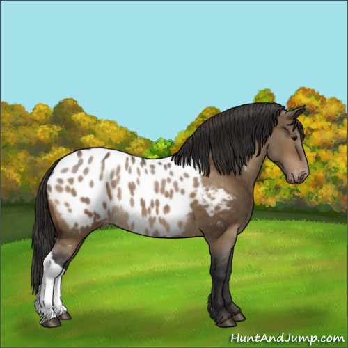 Horse Color:Bay Dun Appaloosa Rabicano Brindle
