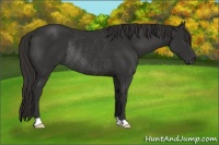 Horse Color:Liver Chestnut Rabicano 