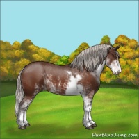 Horse Color:Silver Brown Sabino 