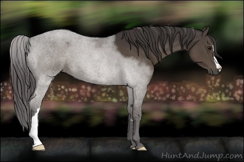 Horse Color:Smoky Black