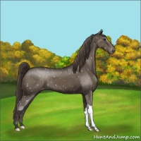 Horse Color:Smoky Black Snowflake Varnish