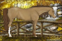 Horse Color:Classic Cream Champagne Appaloosa