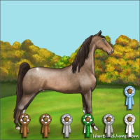 Horse Color:Gray Buckskin Pearl Appaloosa 