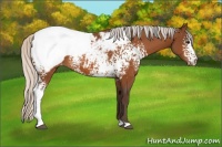 Horse Color:White Spotted Silver Bay Appaloosa