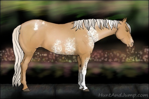 Horse Color:White Spotted Silver Bay Pearl Appaloosa