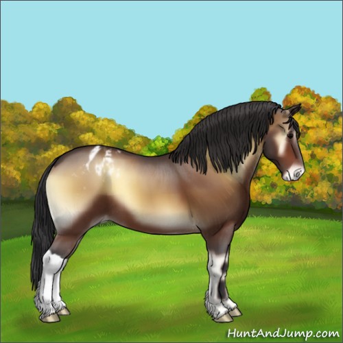 Horse Color:Bay Onyx Appaloosa 