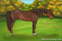 Horse Color:Liver Chestnut Rabicano 