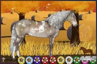 Horse Color:White Spotted Liver Red Dun Mushroom Rabicano 