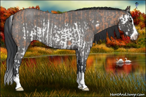 Horse Color:Bay Roan Splash Frame  and Blue Roan Splash 