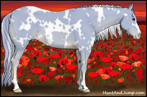 Horse Color:Watercolor White Spotted Chestnut Sabino 