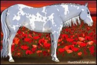 Horse Color:Watercolor White Spotted Chestnut Sabino 