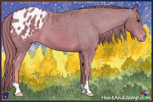 Horse Color:Watercolor Chestnut Appaloosa 