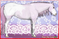 Horse Color:Watercolor Red Dun Sabino Appaloosa 