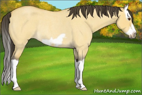 Horse Color:Buckskin Roan Dun Splash Frame Rabicano 