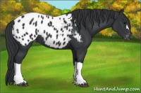 Horse Color:Black Appaloosa