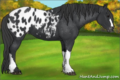 Horse Color:Black Appaloosa 