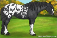 Horse Color:Black Appaloosa 